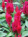 Celosia Argentea